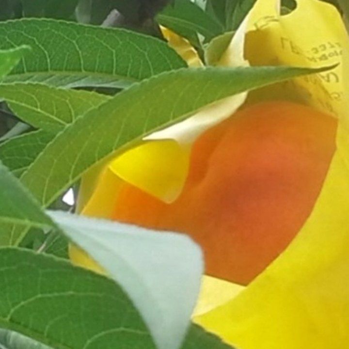 장터 상품 [아삭이 백도. 황도 복숭아 4kg 기준] 썸네일