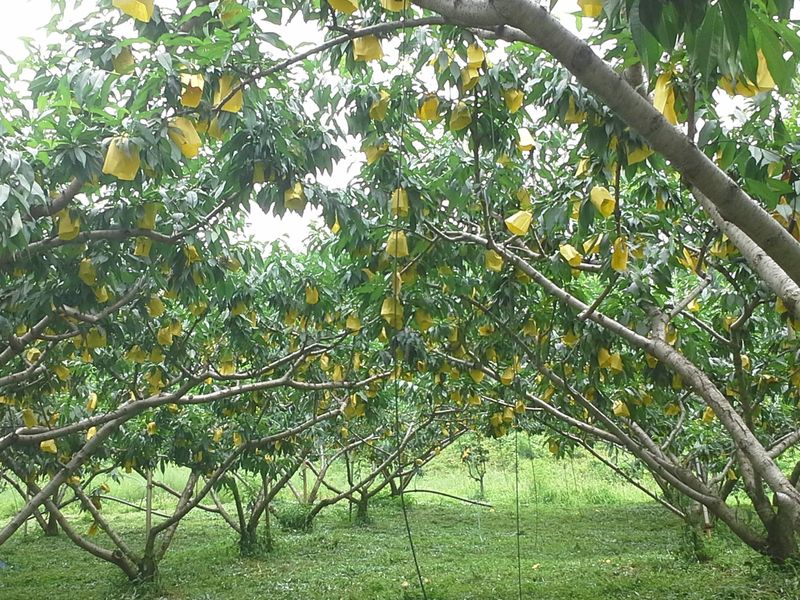 하림네복숭아 농장님의 장터 판매 상품 [아삭이 백도. 황도 복숭아 4kg 기준] 첨부 사진