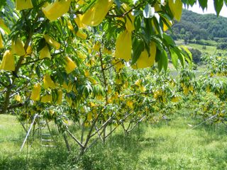 하림네복숭아 농장님의 작성글 사진