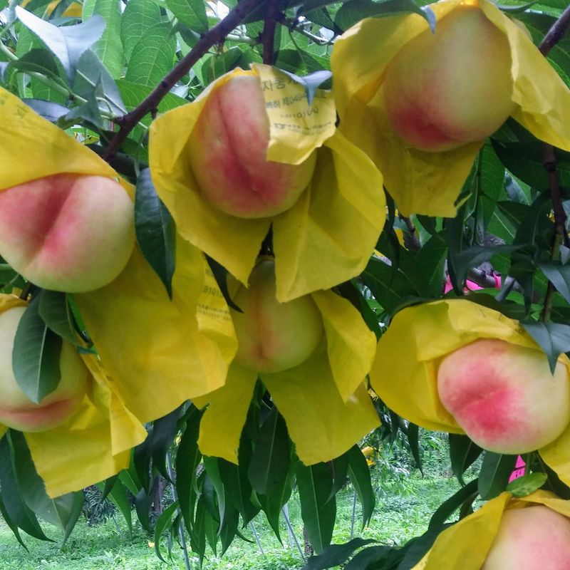 하림네복숭아 농장님의 장터 판매 상품 [아삭이 백도. 황도 복숭아 4kg 기준] 첨부 사진