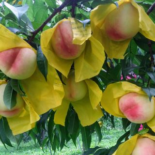 하림네복숭아 농장님의 작성글 사진