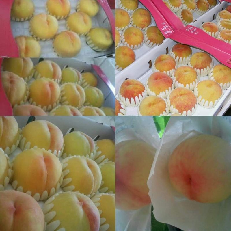 하림네복숭아 농장님의 장터 판매 상품 [아삭이 백도. 황도 복숭아 4kg 기준] 첨부 사진