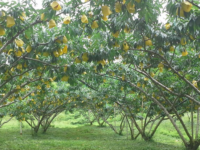 하림네복숭아 농장님의 장터 판매 상품 [아삭이 백도. 황도 복숭아 4kg 기준] 첨부 사진