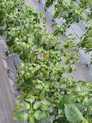 노루목님의 고추 · 병해충상담 작성글 사진