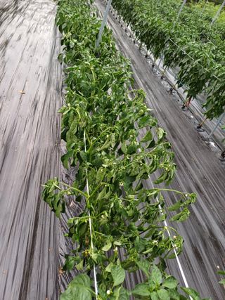 노루목님의 고추 · 병해충상담 작성글 사진