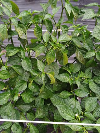 노루목님의 고추 · 병해충상담 작성글 사진