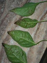 팜모닝 고추·병해충상담 게시글 이미지