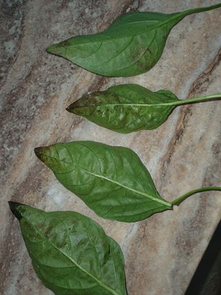 김종열님의 고추 · 병해충상담 작성글 사진