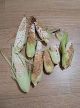 팜모닝 자유주제·자유게시판 게시글 이미지