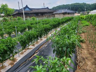 (조태성)님의 고추 · 영농일지 작성글 사진