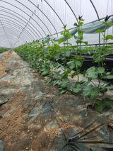 팜모닝 기타작물·영농일지 게시글 이미지