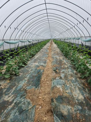 고철규님의 기타작물 · 영농일지 작성글 사진