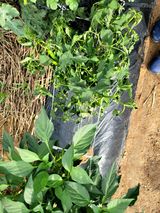 팜모닝 고추·영농일지 게시글 이미지