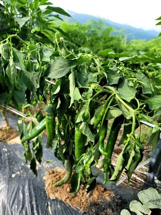 천지현황님의 고추 · 영농일지 작성글 사진