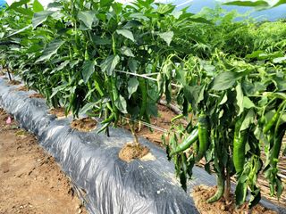 천지현황님의 고추 · 영농일지 작성글 사진