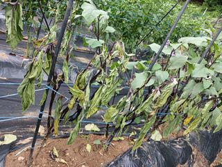 행복한일상님의 고추 · 병해충상담 작성글 사진