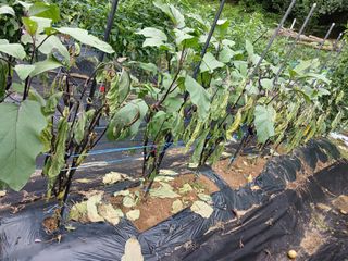 행복한일상님의 고추 · 병해충상담 작성글 사진