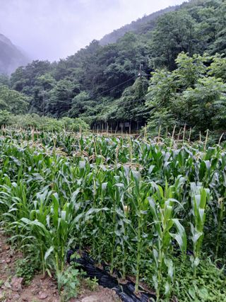 둥이 맘님의 옥수수 · 영농일지 작성글 사진