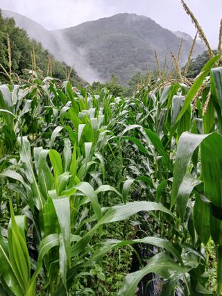 둥이 맘님의 옥수수 · 영농일지 작성글 사진