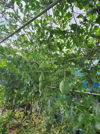 황금송2002님의 자유주제 · 자유게시판 작성글 사진