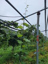 팜모닝 포도·병해충상담 게시글 이미지