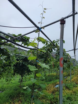 허 동길(길이농장)님의 포도 · 병해충상담 작성글 사진