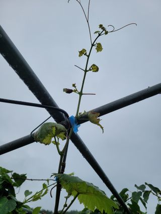 허 동길(길이농장)님의 포도 · 병해충상담 작성글 사진