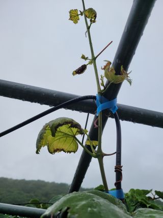 허 동길(길이농장)님의 포도 · 병해충상담 작성글 사진