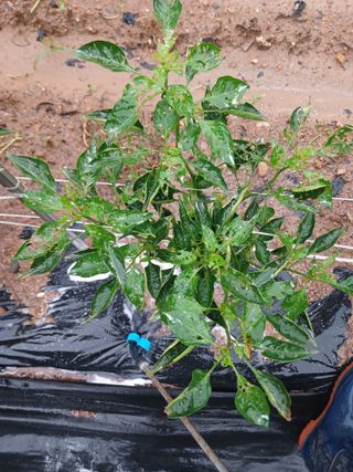 명장님의 고추 · 영농일지 작성글 사진