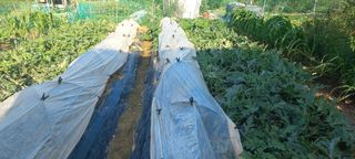 권대경님의 기타작물 · 영농일지 작성글 사진