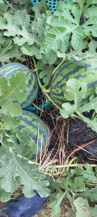 권대경님의 기타작물 · 영농일지 작성글 사진