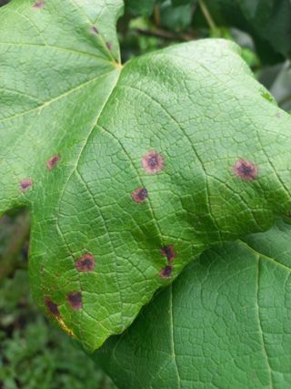 김재호님의 포도 · 병해충상담 작성글 사진