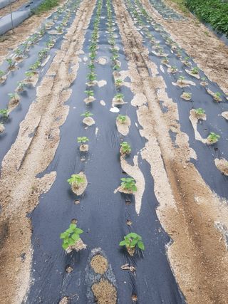 유목님의 들깨 · 영농일지 작성글 사진