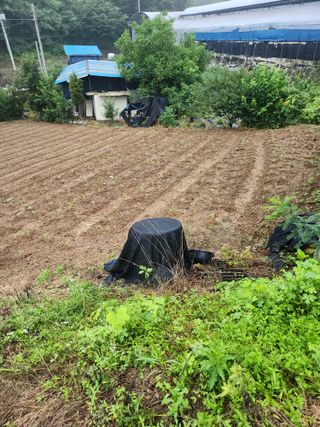 정영진 님의 들깨 · 영농일지 작성글 사진