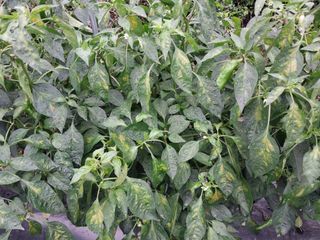 김정석님의 고추 · 병해충상담 작성글 사진