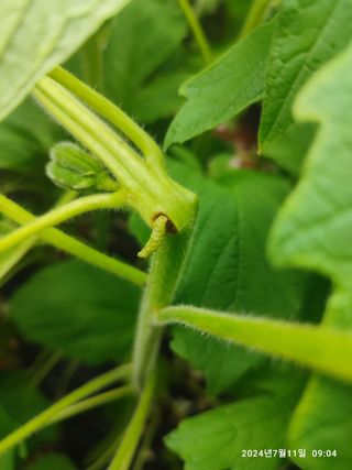 BmH님의 참깨 · 병해충상담 작성글 사진