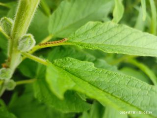 BmH님의 참깨 · 병해충상담 작성글 사진