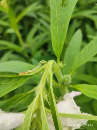 BmH님의 참깨 · 병해충상담 작성글 사진