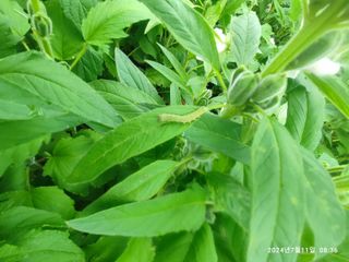 BmH님의 참깨 · 병해충상담 작성글 사진