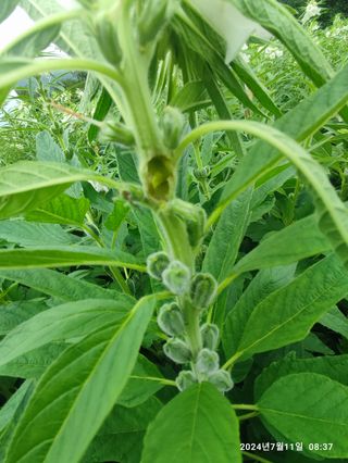 BmH님의 참깨 · 병해충상담 작성글 사진