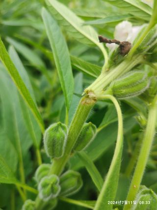 BmH님의 참깨 · 병해충상담 작성글 사진