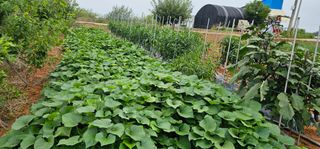 최재우님의 고추 · 영농일지 작성글 사진