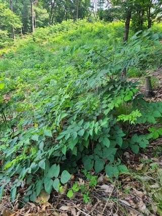 하우리님의 두릅 · 영농일지 작성글 사진