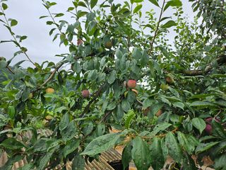 정진영님의 자두 · 영농일지 작성글 사진