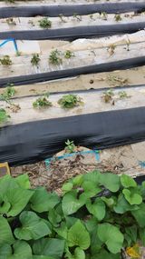 팜모닝 고구마·병해충상담 게시글 이미지