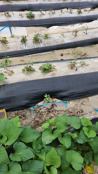 박종기님의 고구마 · 병해충상담 작성글 사진