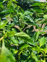 팜모닝 고추·병해충상담 게시글 이미지