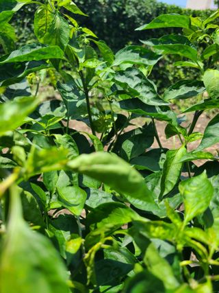 김계희님의 고추 · 병해충상담 작성글 사진