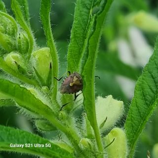 이천산수유님의 참깨 · 병해충상담 작성글 사진
