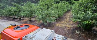 미스터션샤인님의 사과 · 영농일지 작성글 사진